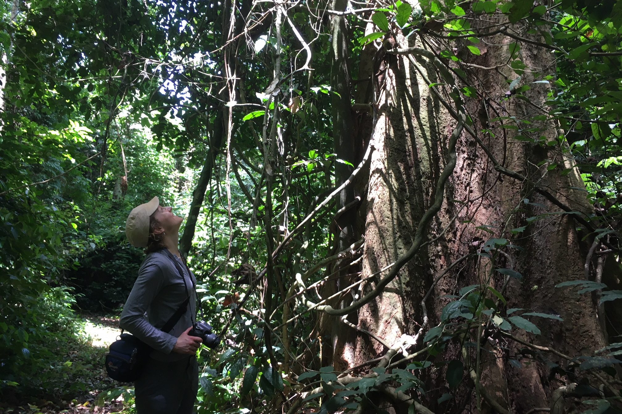 Krokosua, Cocoa and Condatis – Making connections in Ghana