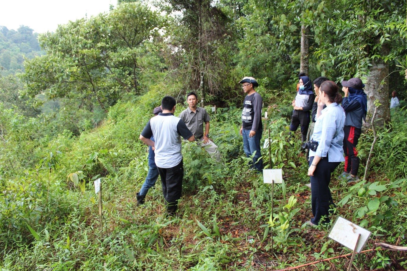 Condatis in Mount Halimun Salak National Park, Java