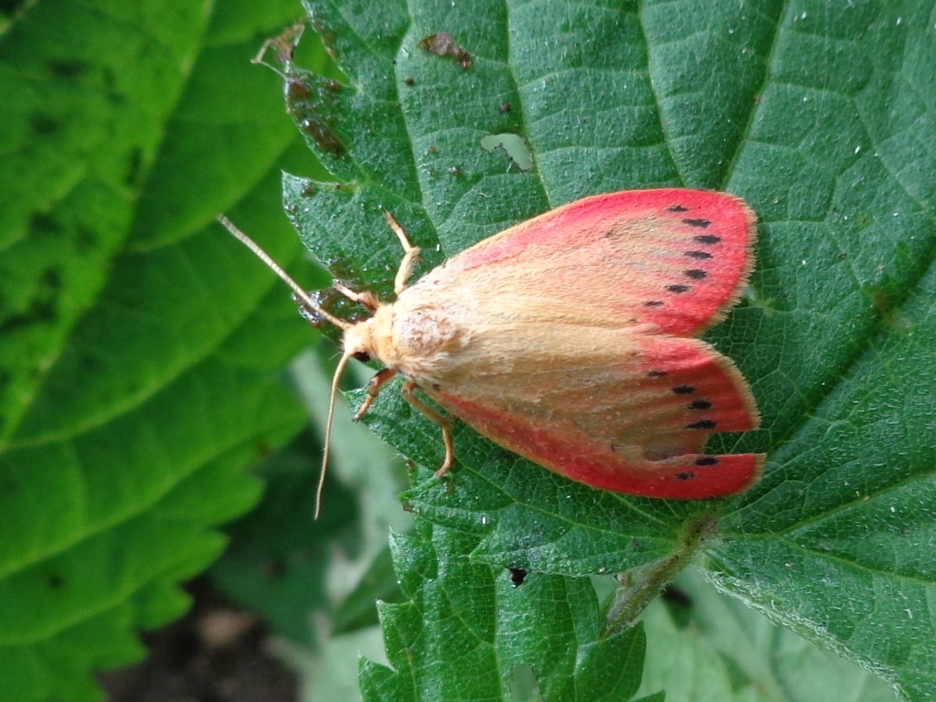 Image of a Rosy Footman moth on green leaf